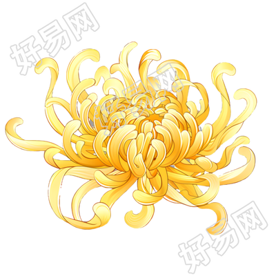 菊花可商用插画