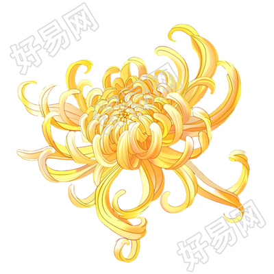 菊花商业设计元素