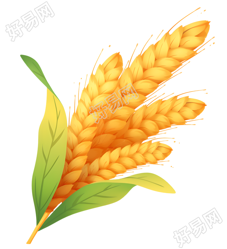 小麦高清PNG插画