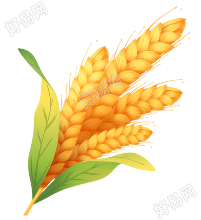 小麦高清PNG插画