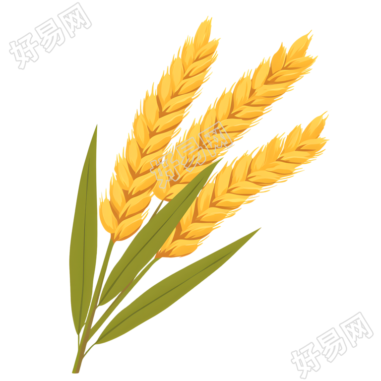 小麦高清图形素材