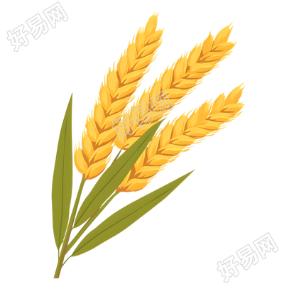 小麦高清图形素材