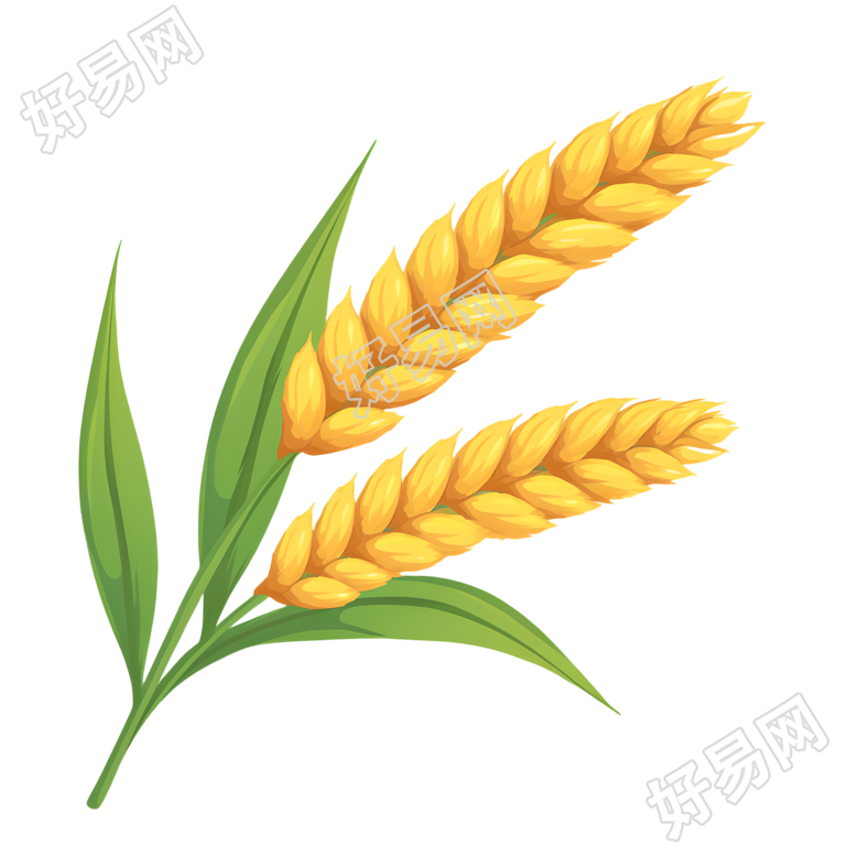 小麦PNG可商用插图