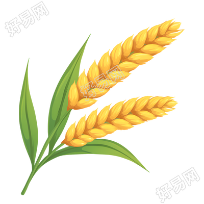 小麦PNG可商用插图