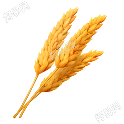 小麦高清素材