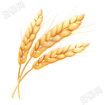 小麦商业可用素材