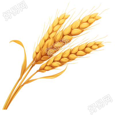 小麦插画素材