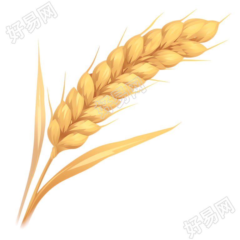 小麦卡通插图