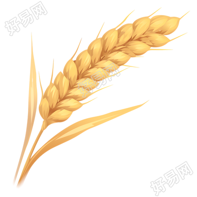 小麦卡通插图
