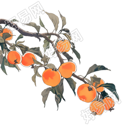 柿子唯美PNG素材