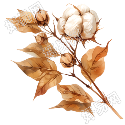 棉花PNG矢量插画