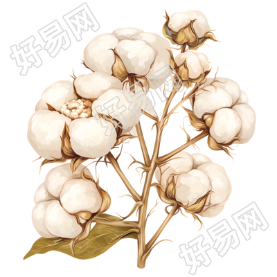 棉花插画设计元素