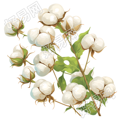 棉花插画素材