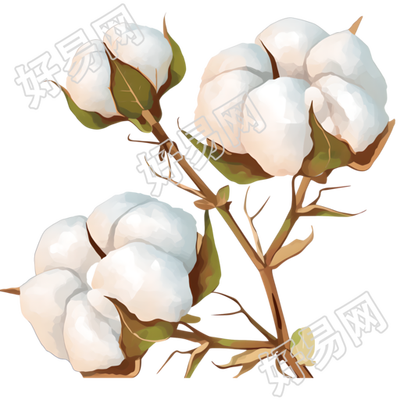 棉花卡通插画设计