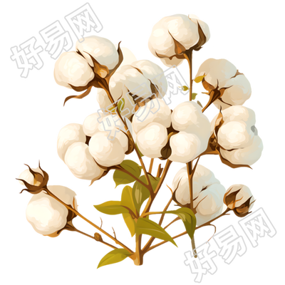 棉花高清PNG插画