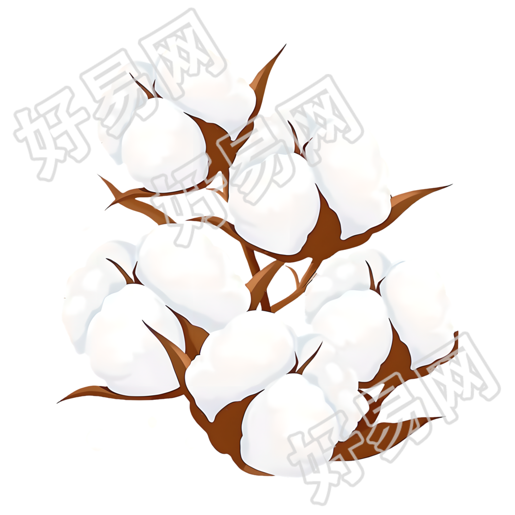 棉花洁白插图