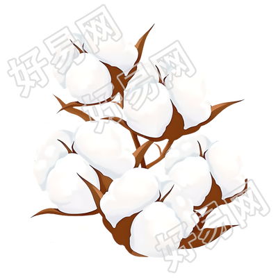 棉花洁白插图