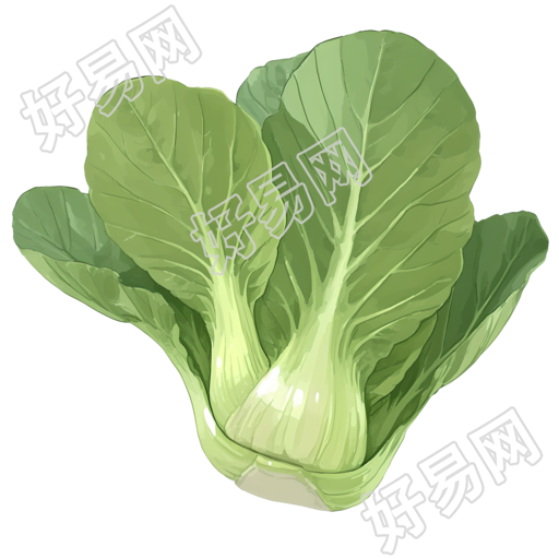 油菜插画素材