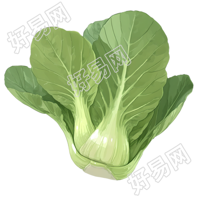 油菜插画素材
