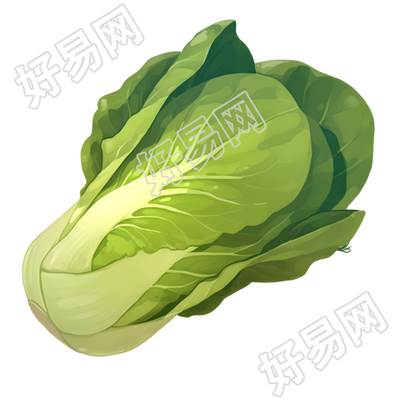 油菜高清插画