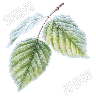 霜降叶子素材