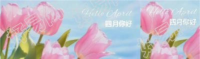 四月你好唯美郁金香公众号封面图