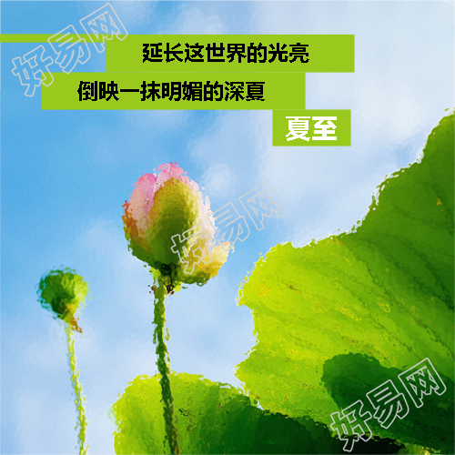 夏至时节荷花美景微信公众号次图