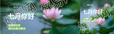 七月你好荷花实景公众号封面图