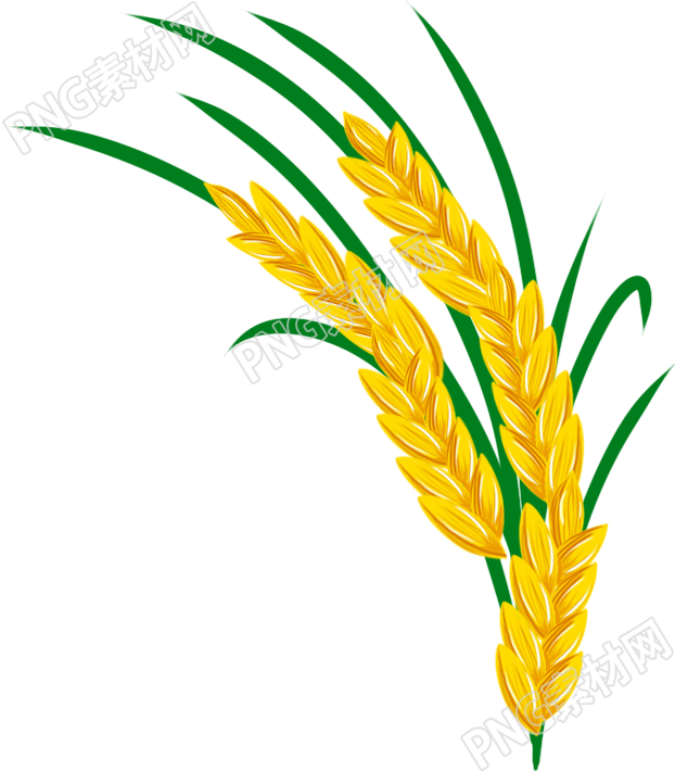 麦穗素材