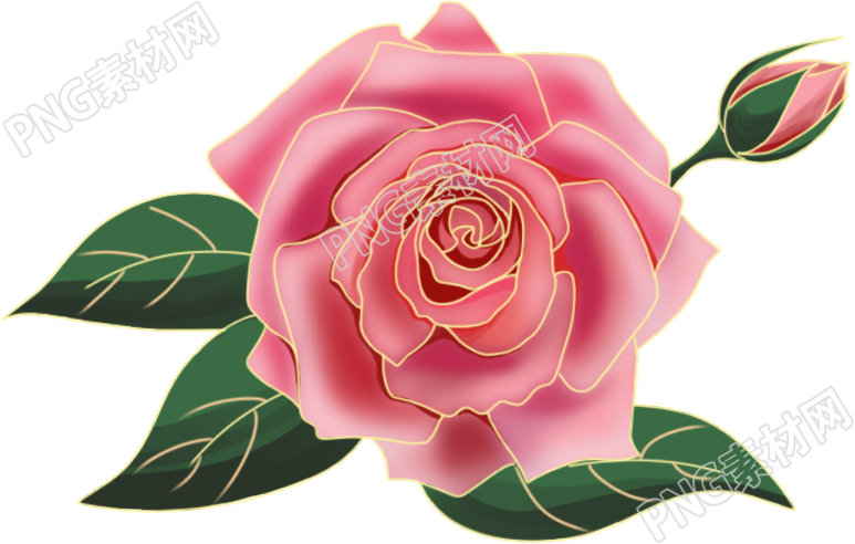玫瑰花的花朵素材