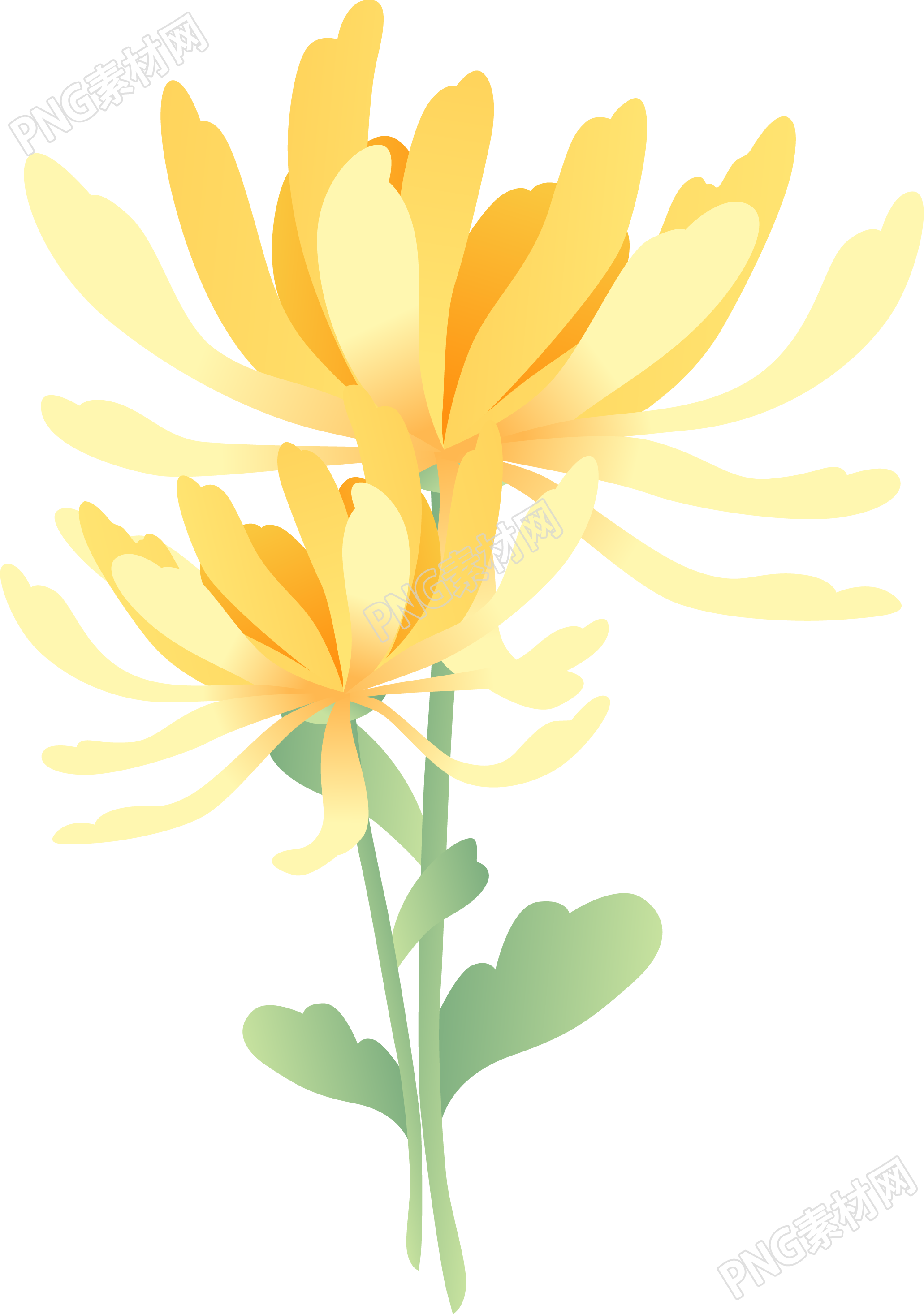 菊花花束素材