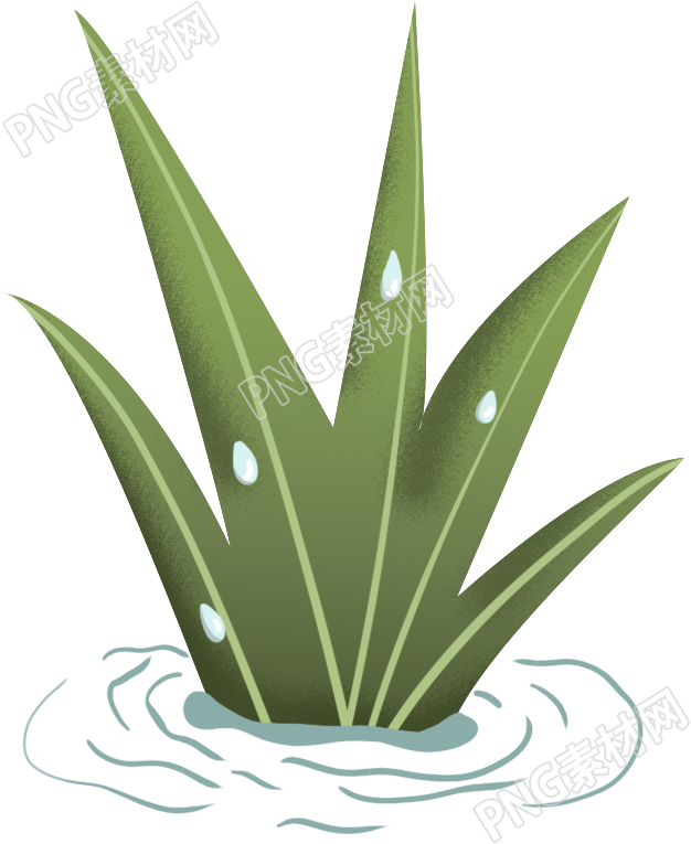 水上绿植素材
