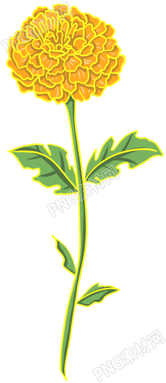 菊花手绘素材