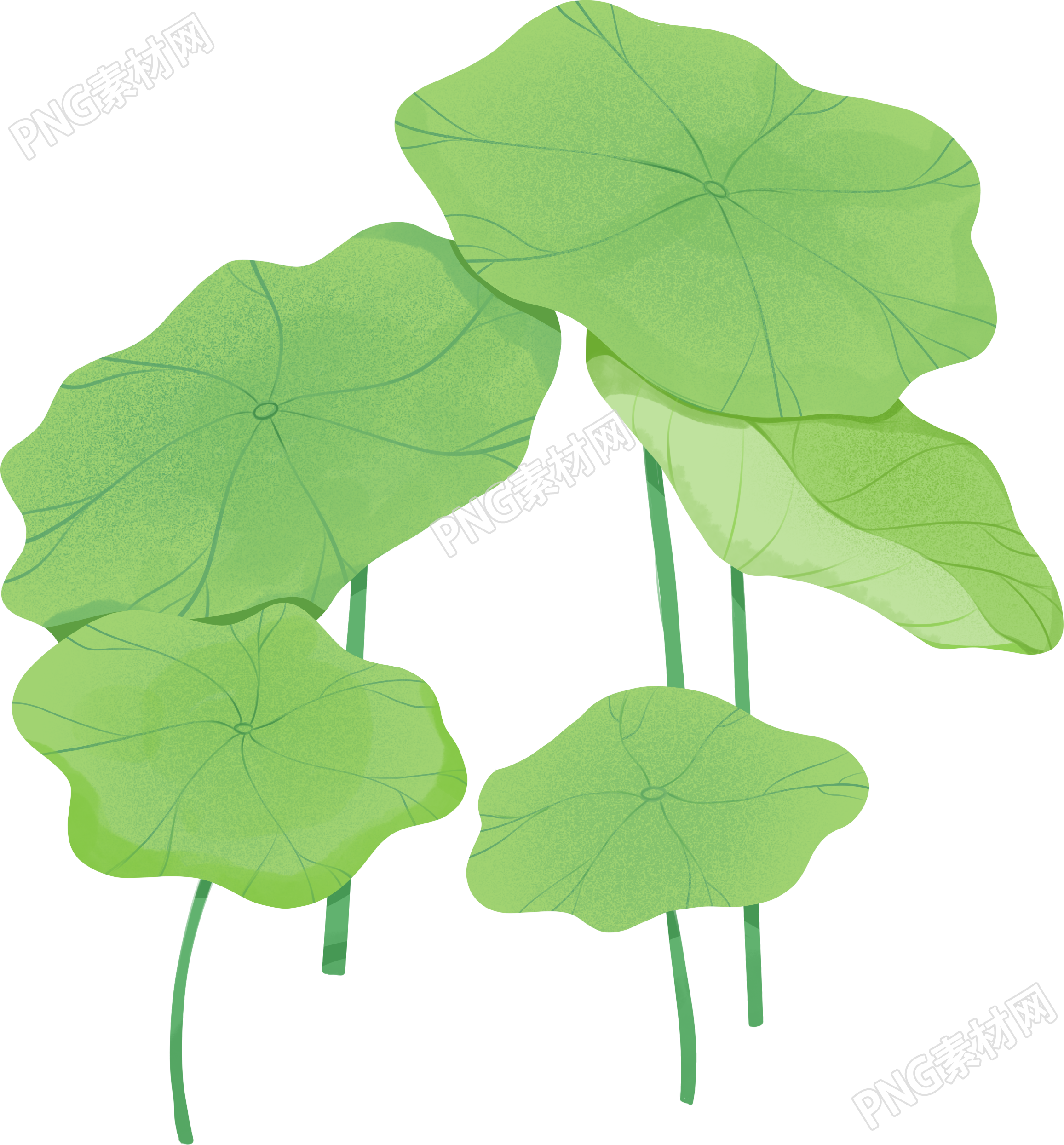夏季手绘小清新荷叶