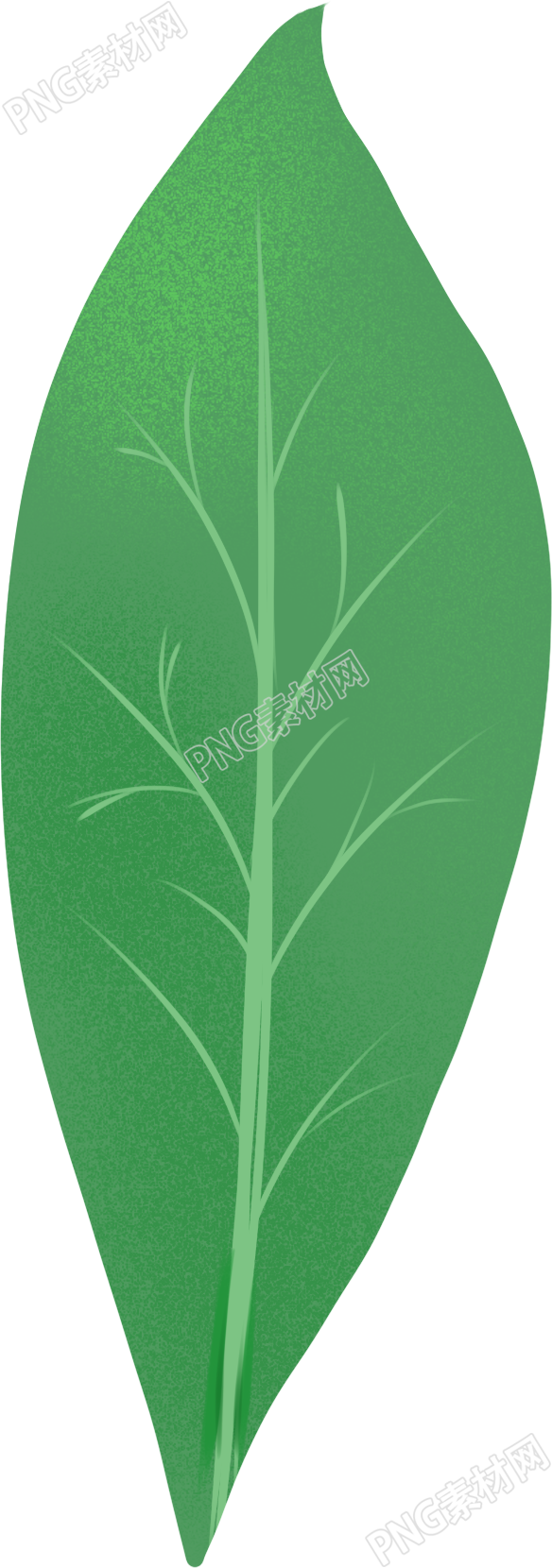 单片绿叶植物素材
