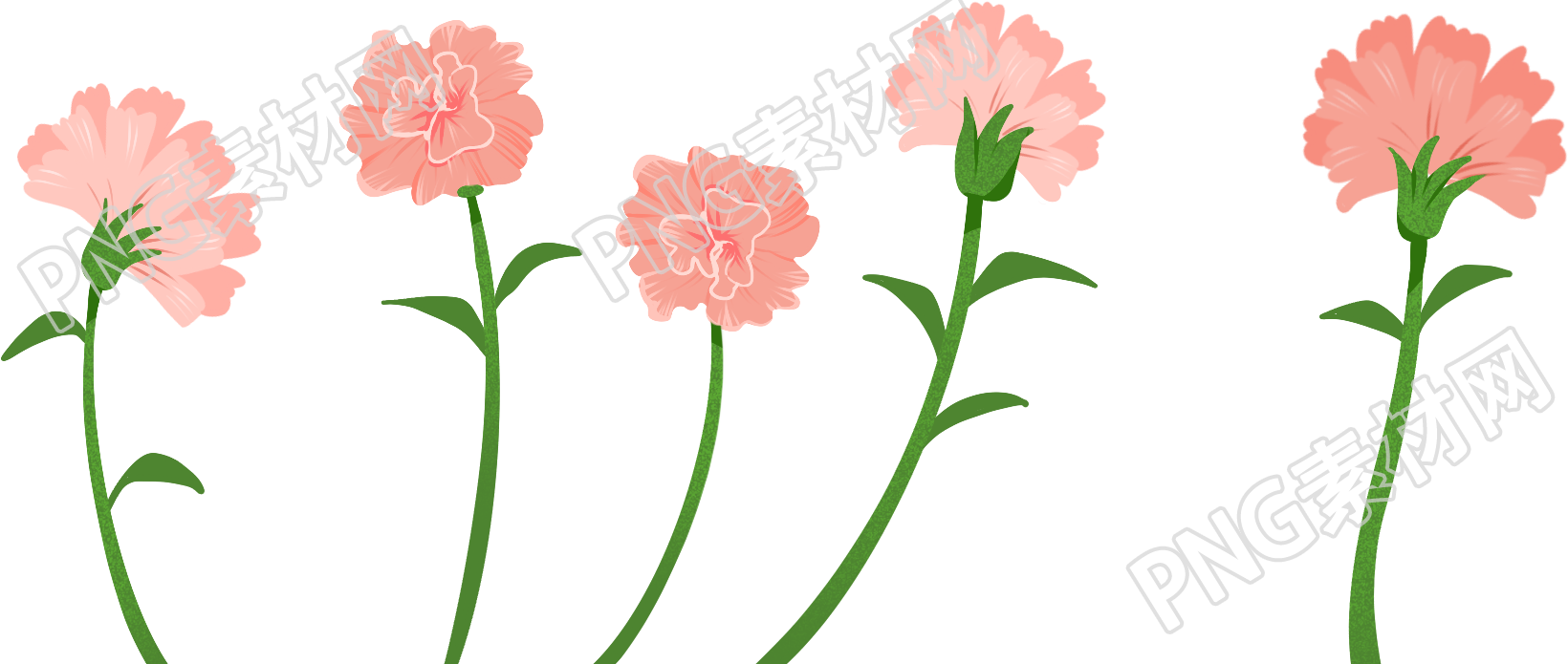 康乃馨花卉