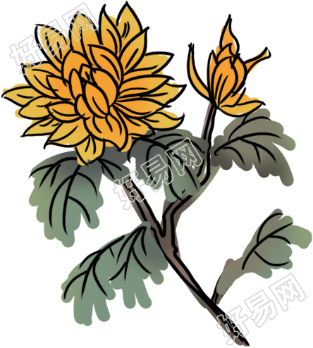 菊花