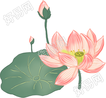 荷花