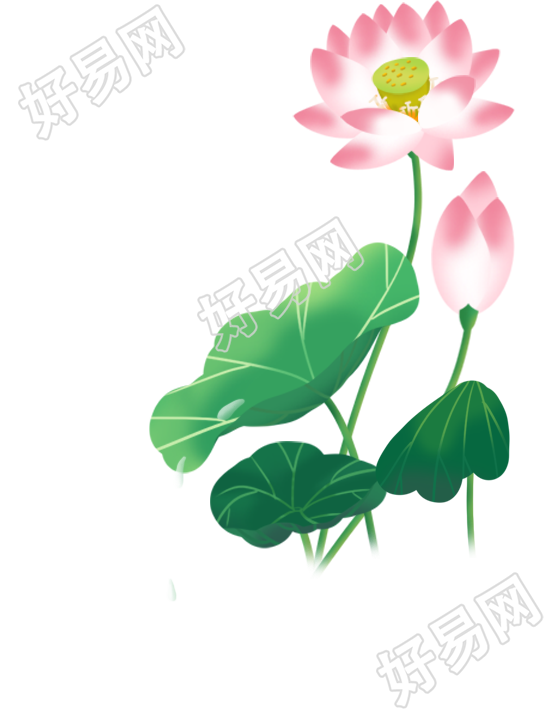 荷花