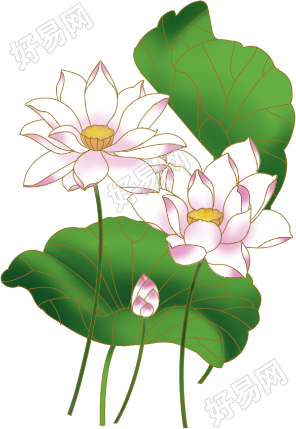 荷花
