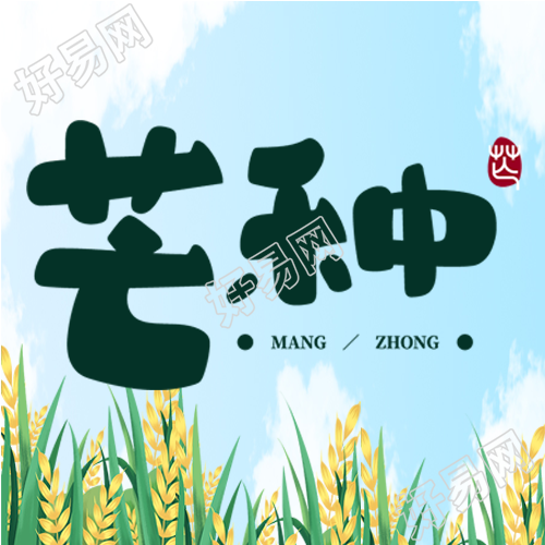 手绘颗粒饱满的小麦芒种节气微信公众号次图