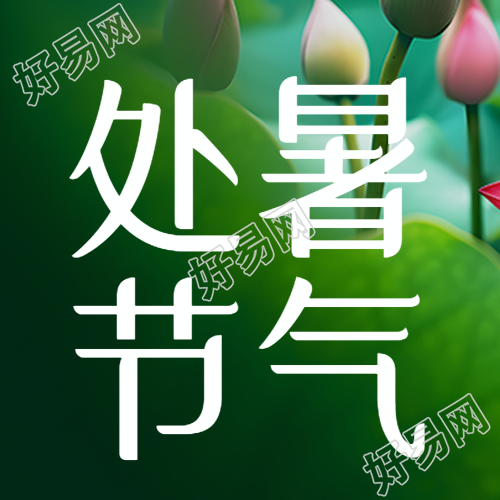 处暑节气荷塘漂亮的荷花花苞微信公众号次图