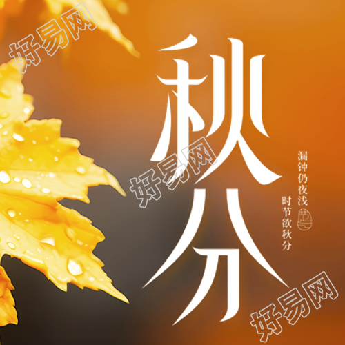 黄色枫叶实景24节气秋分微信公众号次图