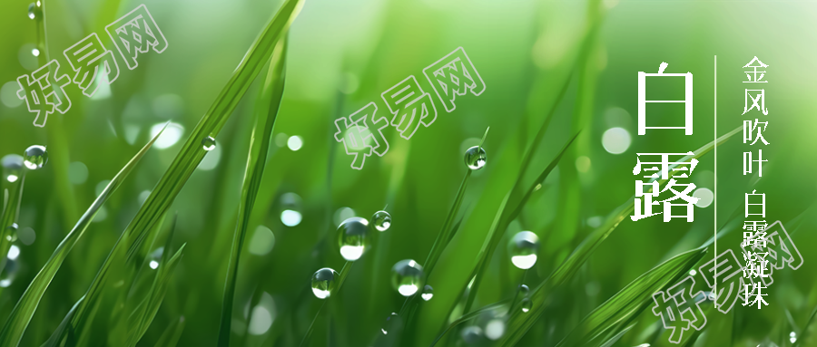带露珠的小草实景白露节气微信公众号首图
