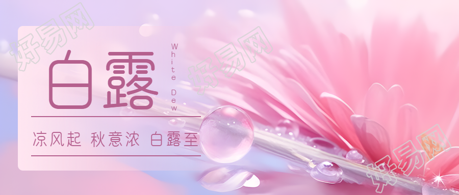 梦幻粉色小雏菊白露节气微信公众号首图