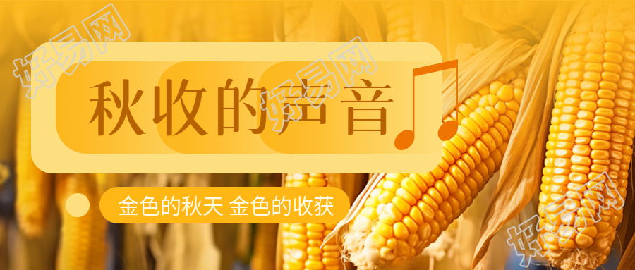 秋收季节金黄色的玉米实景微信公众号首图