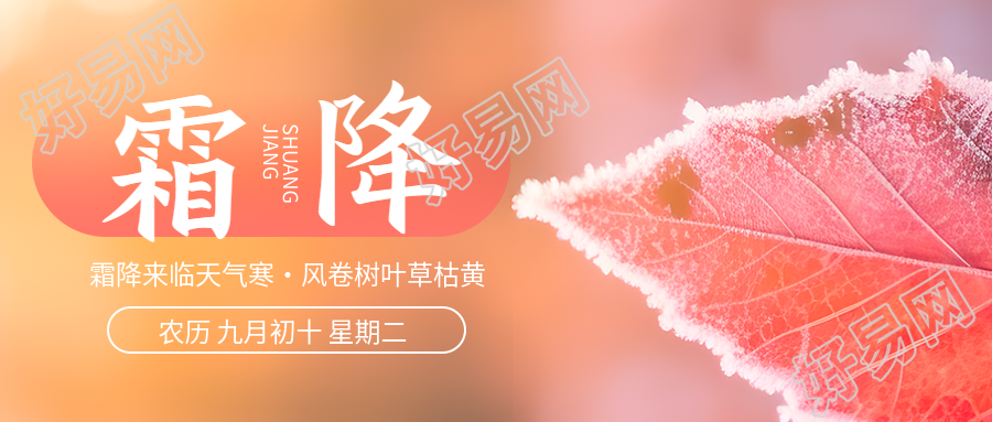 下霜的红色树叶霜降节气微信公众号首图