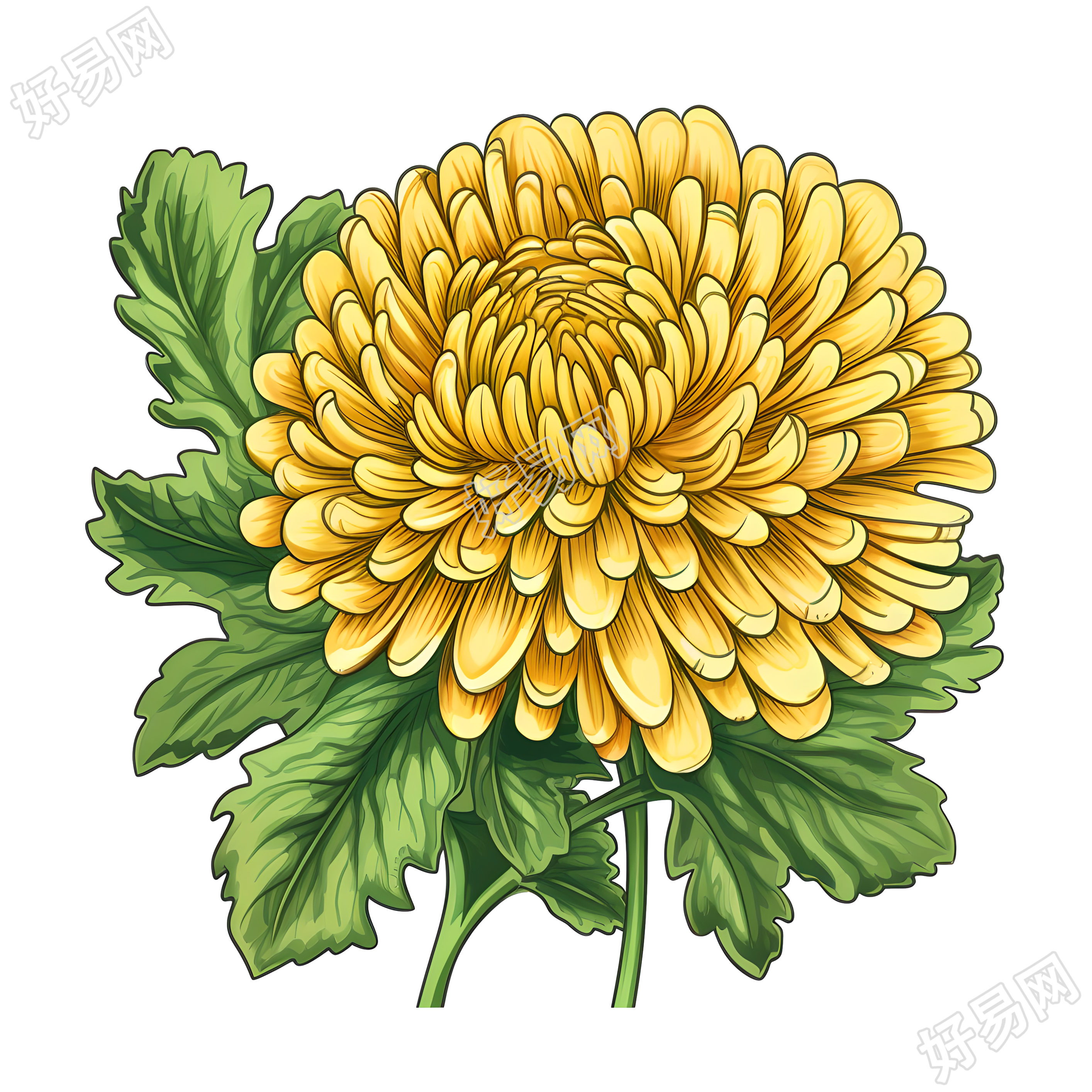中国风黄菊插画设计元素