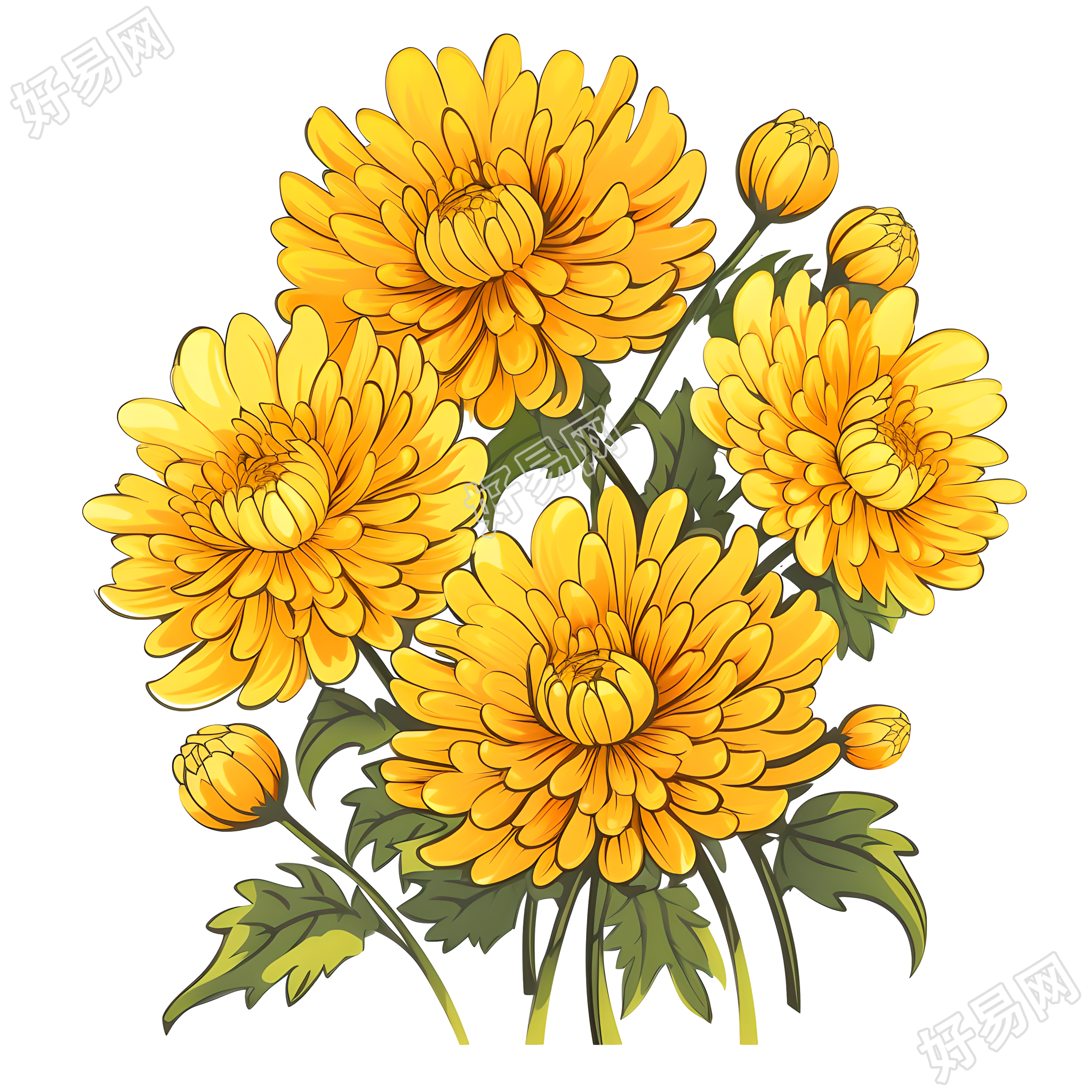 绽放的黄色菊花插图素材