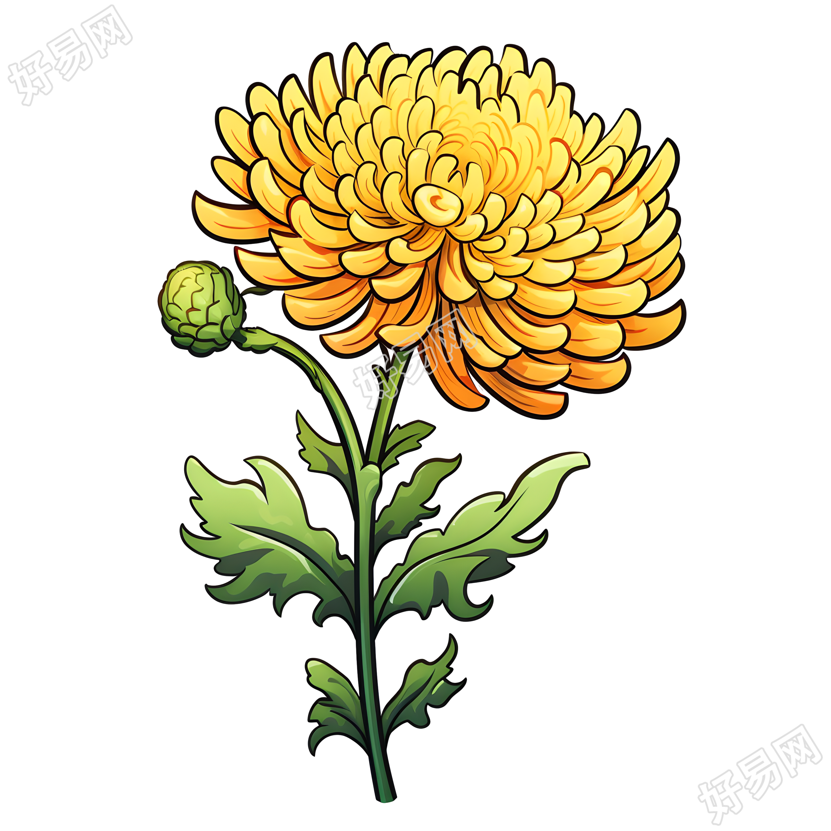 黄色菊花透明背景插画